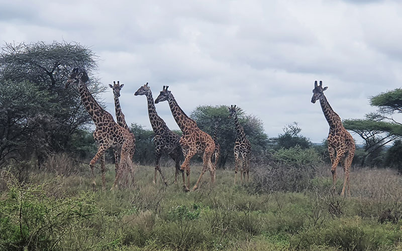 giraffe-Family-Tanzania-Northern-Safari