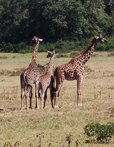giraffe-family-Tanzania-Luxury-Safari