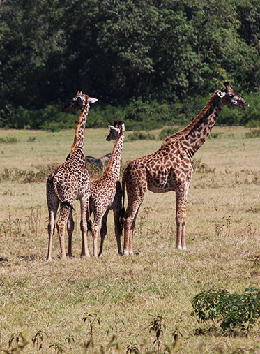 giraffe-family-Tanzania-Luxury-Safari