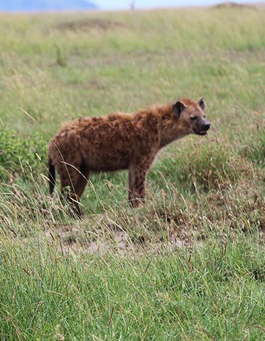 hyena-Serengeti-and-Zanzibar-safari