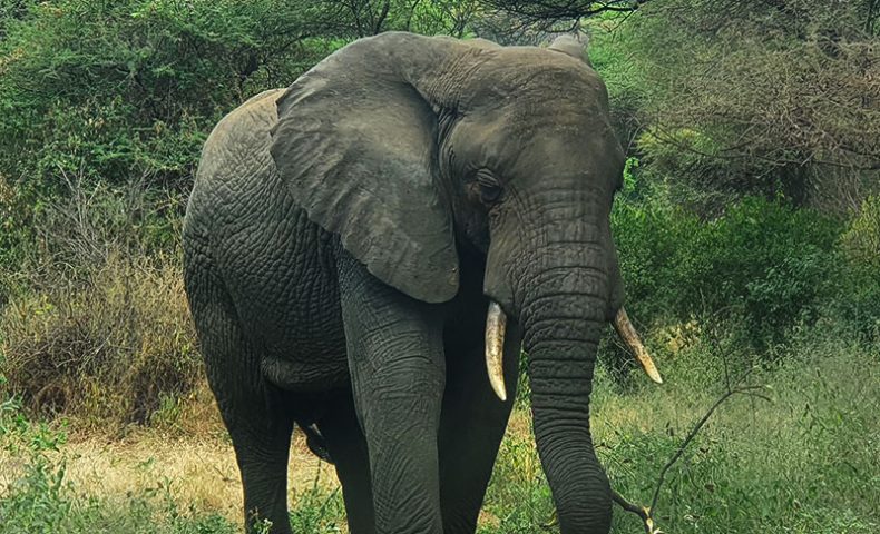 is-Safe-to-Travel-Tanzania-the-Giant-elephant