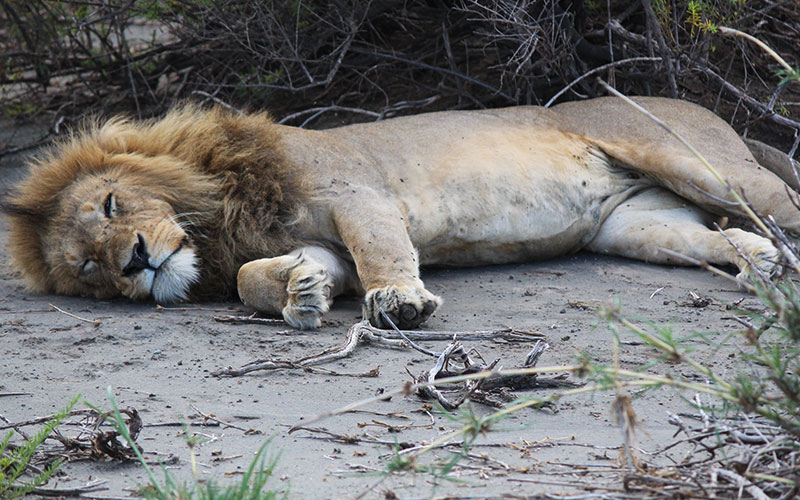 king-sleeping-Tanzania-Luxury-safari