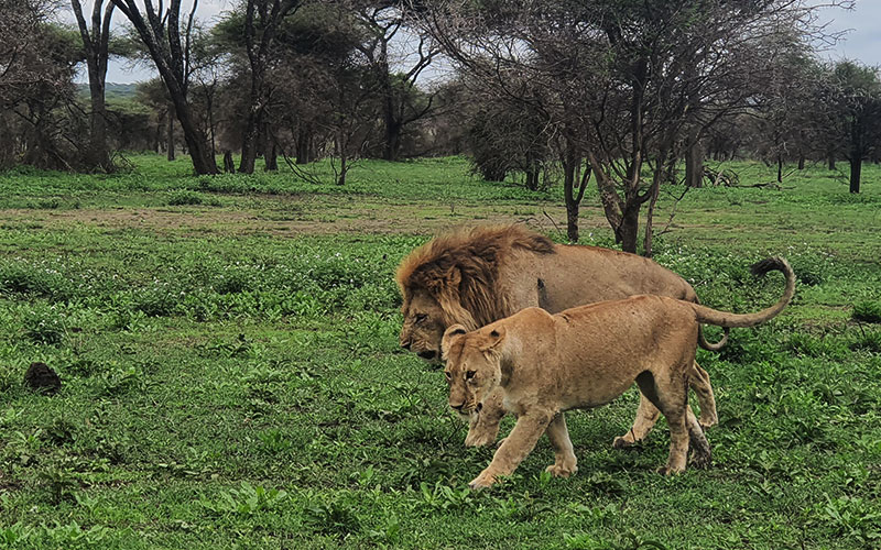 lion-Family-Tanzania-safari