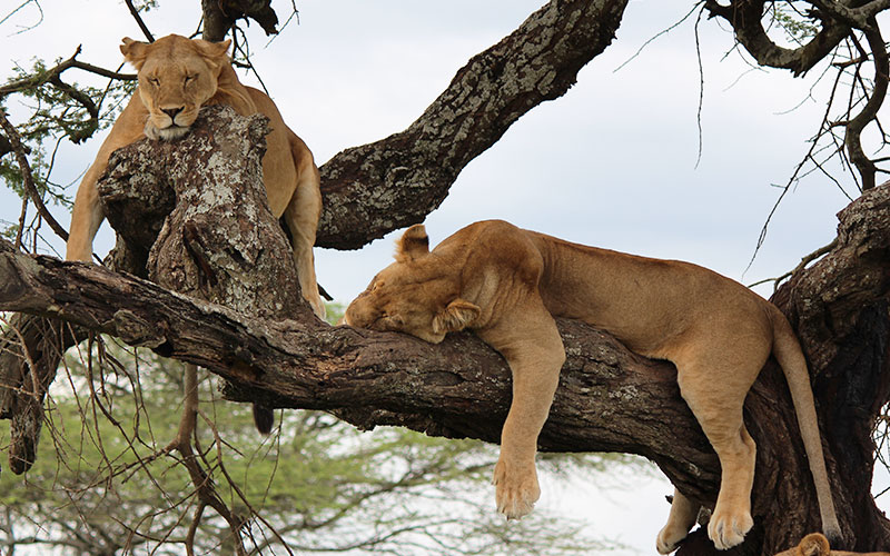 lion-Tanzania-Photographer-safari