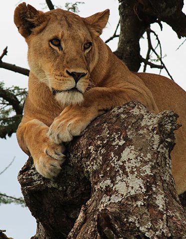 lion-Tanzania-luxury-safari