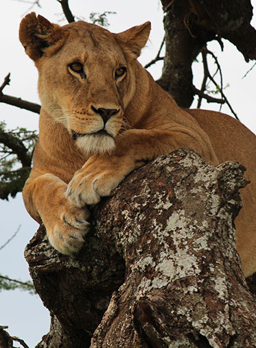 lion-Tanzania-luxury-safari