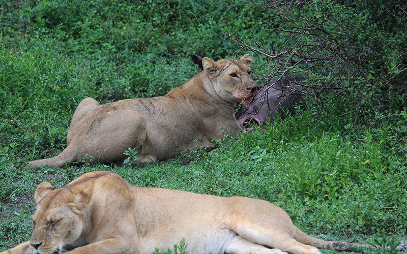 lion-with-meal-Tanzania-honeymoon-safari