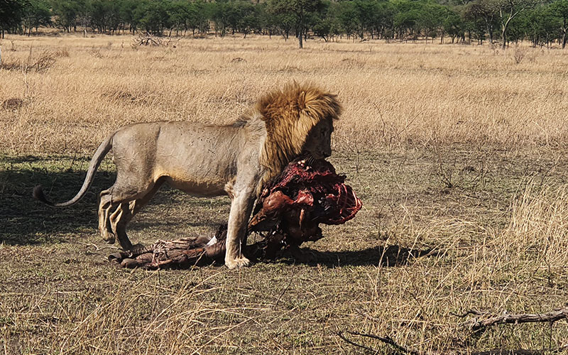 lion-with-meals-Experience-Tanzania-Family-Safari
