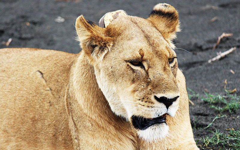 lioness-in-Tanzania-Experience-safari