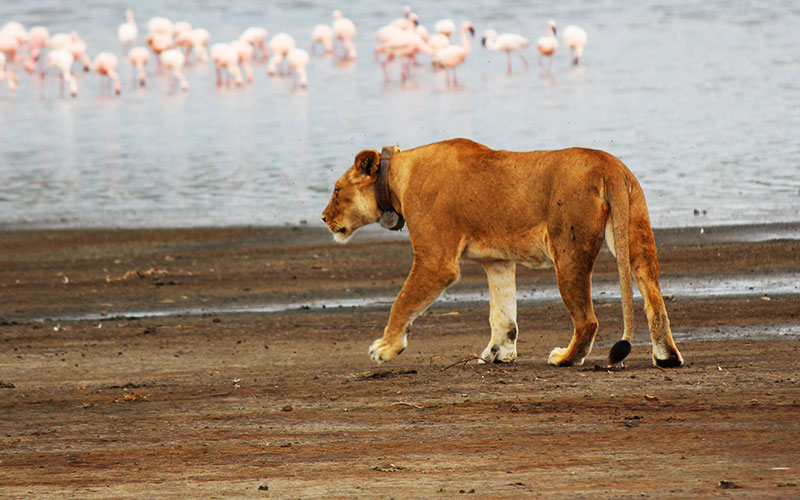lioness-with-collar-Tanzania-luxury-safari