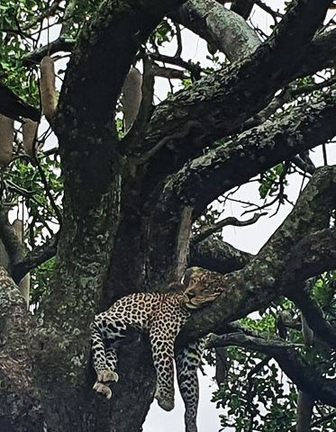 sleeping-Leopard-Tanzania-Camping-Safari