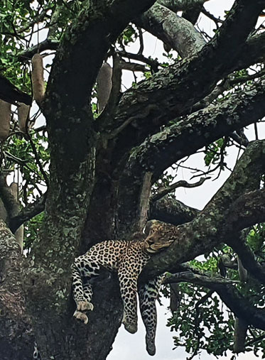 sleeping-Leopard-Tanzania-Camping-Safari