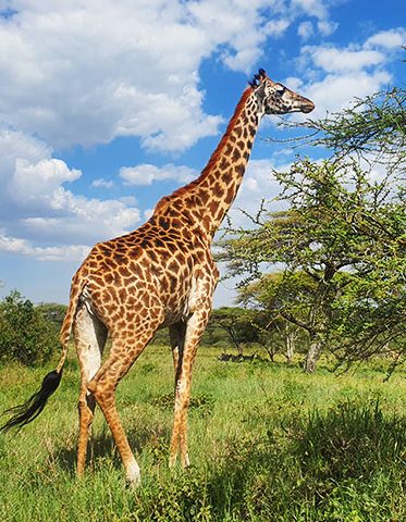 south-Tanzania-luxury-safari-and-tour-female-giraffe