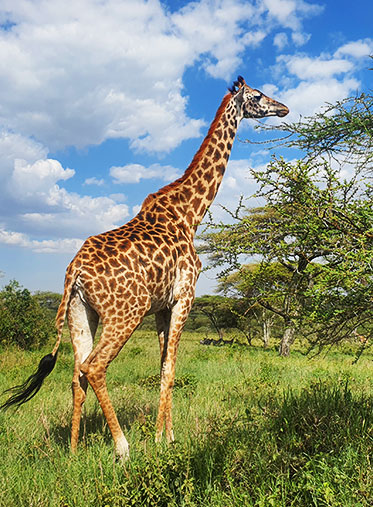 south-Tanzania-luxury-safari-and-tour-female-giraffe