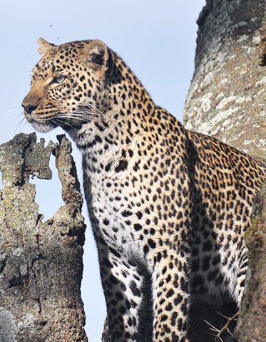 Leopard-Kenya-luxury-Safari