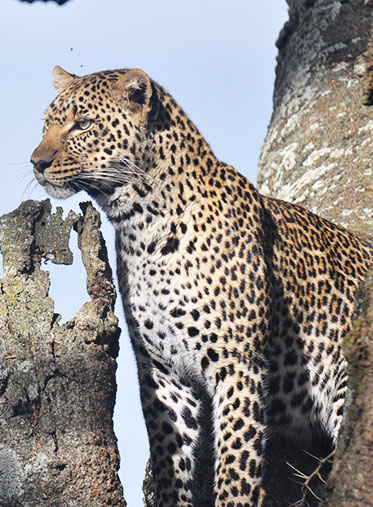 Leopard-Kenya-luxury-Safari