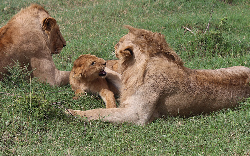 Lion-brothers-Kenya-Luxury-Safari