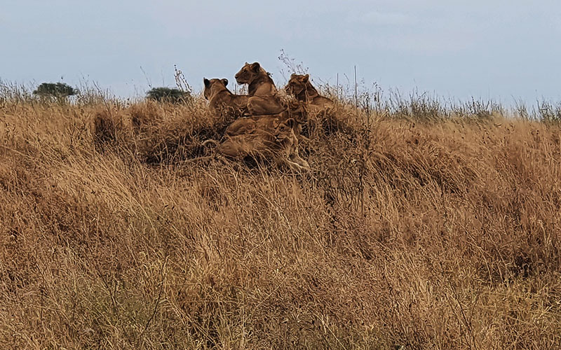 Lion-family-Kenya-budget-Safari