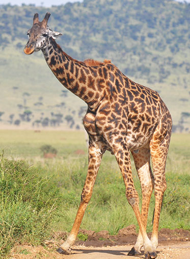Male-Giraffe-Kenyan-Luxury-Safari