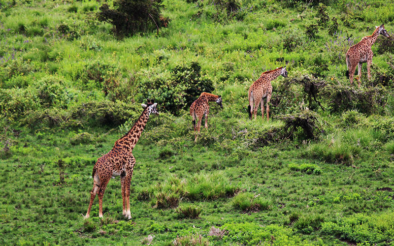 Masai-Giraffe-Kenya-Luxury-Safari