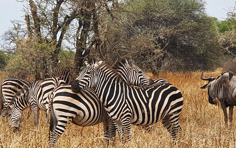 Northern-Tanzania-Camping-Safari-common-Zebra