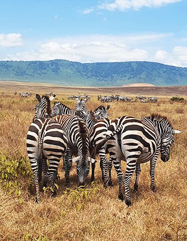 Zebra-sleeping-Tanzania-Camping-Safari