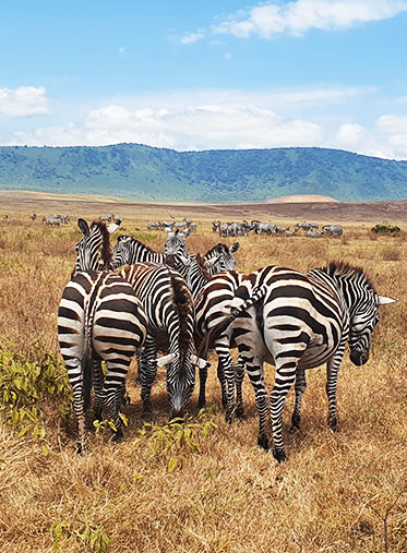 Zebra-sleeping-Tanzania-Camping-Safari