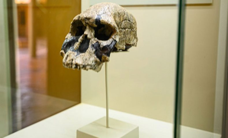 Zinj-skull-Ngorongoro-Oldupai-gorge-museum