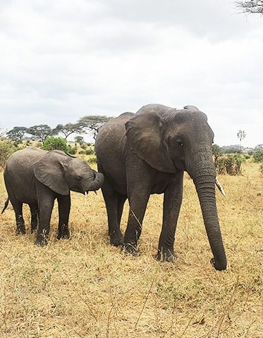 baby-Elephant-Kenya-Budget-Safari