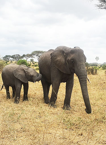 baby-Elephant-Kenya-Budget-Safari