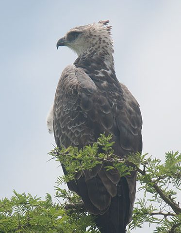 powerful-eagle-Kenya-Luxury-safari