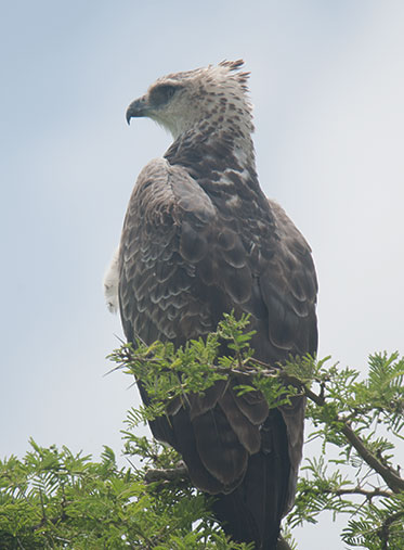 powerful-eagle-Kenya-Luxury-safari