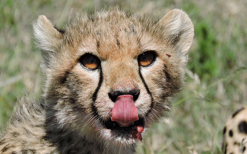 Baby-Duma-Kenya-wildlife-Safari