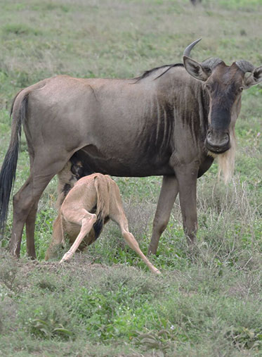 Baby-drinking-milk-honeymoon-Safari-Tanzania