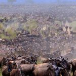 Best-Time-to-see-Wildebeest-River-cross