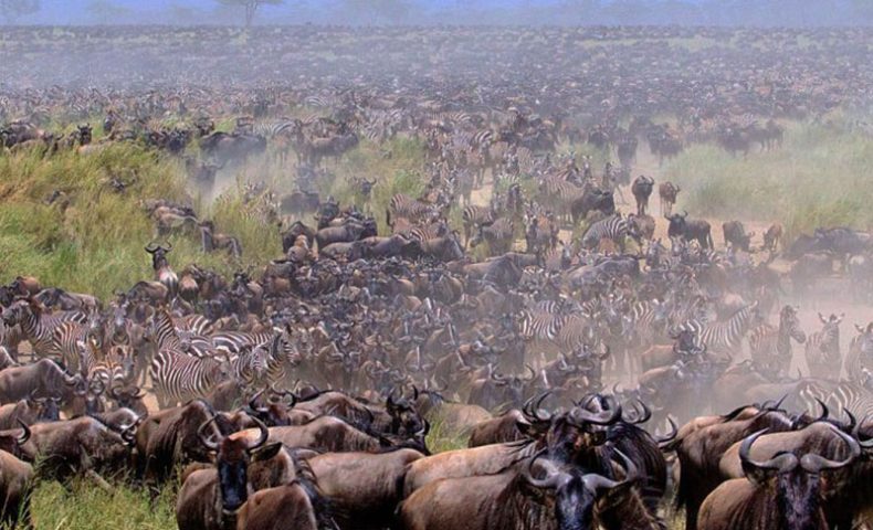 Best-Time-to-see-Wildebeest-River-cross