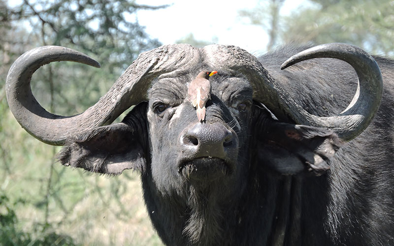 Buffaloes-Big-five-Tanzania-Safari-Package