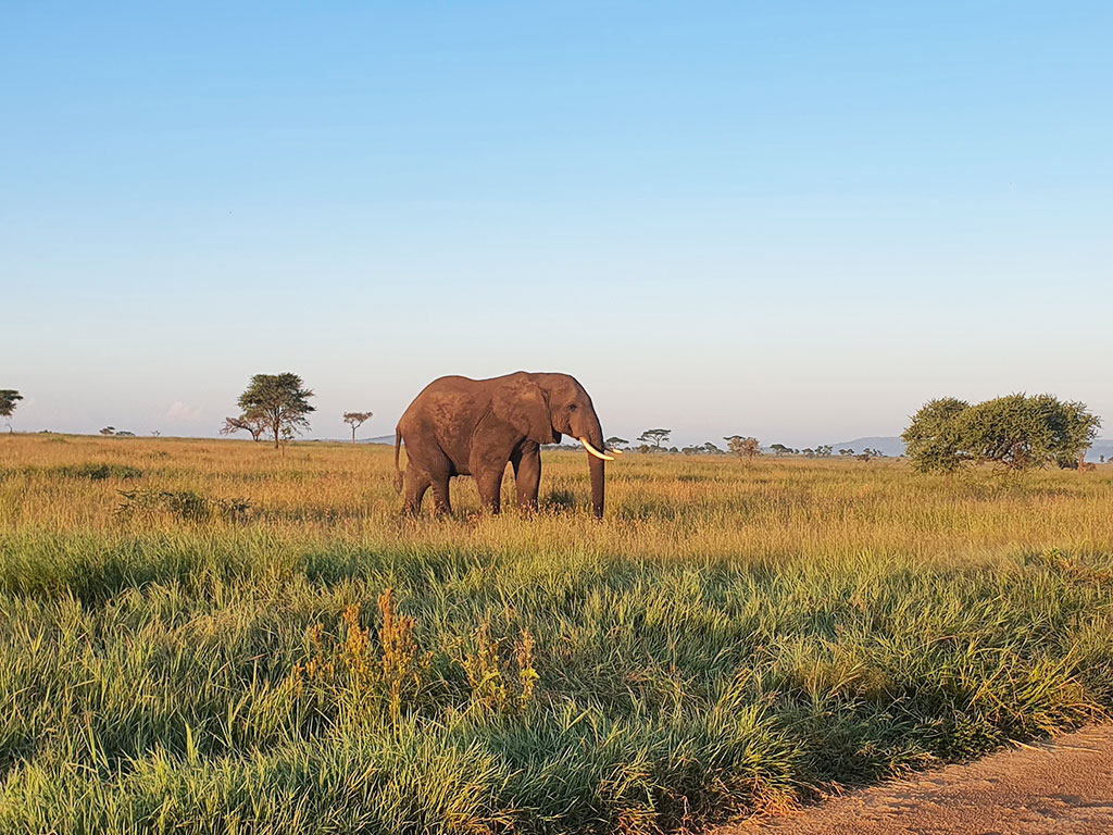 Bull-elephant-in-Serengeti-Tanzania-short-Safari