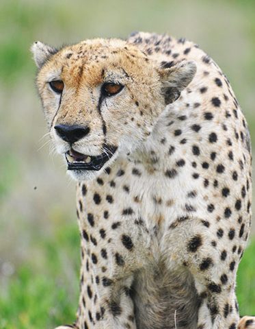 Cheetah-Hunting-mood-Tanzania-Itinerary-Safari