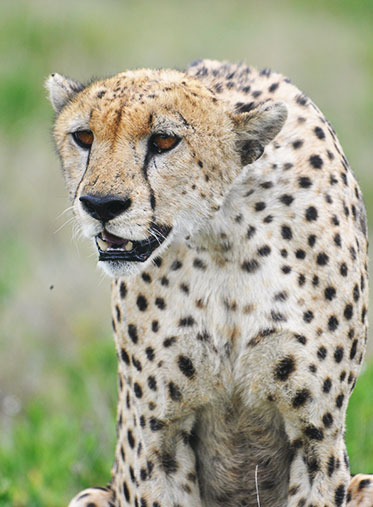 Cheetah-Hunting-mood-Tanzania-Itinerary-Safari