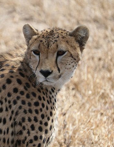 Cheetah-Kilimanjaro-Trek-and-Safari