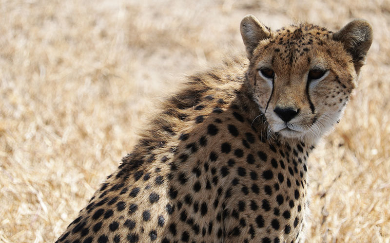 Cheetah-Mark-Tears--Tanzania-Lodge-Safari