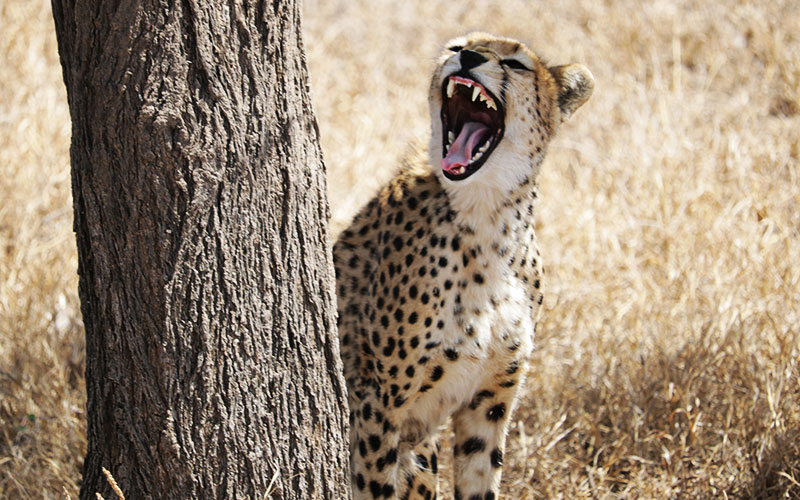 Cheetah-teeth-Join-Safari-Tanzania