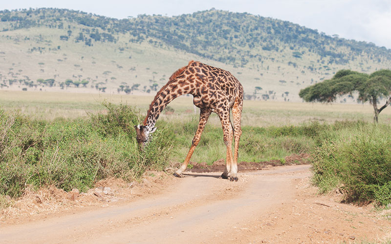 Giraffe-feeding-Serengeti-and-Kilimanjaro-trek-Safari