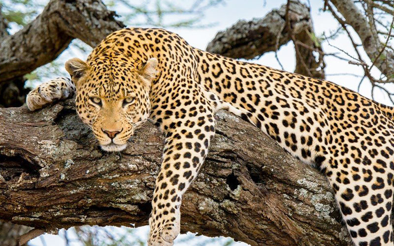 Leopard-face-Serengeti-Migration-Safari