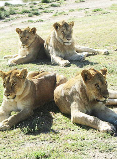 Lion-family-Shared-Safari-Tanzania