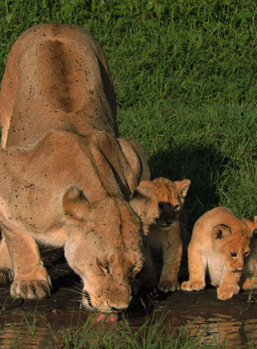 Lioness-drinking-Tanzania-private-Safari