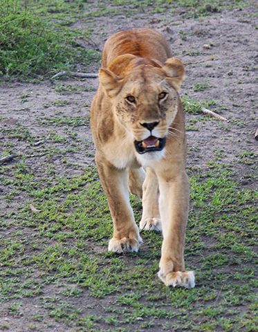 Lioness-walk-Kenya-Wildlife-Safari.
