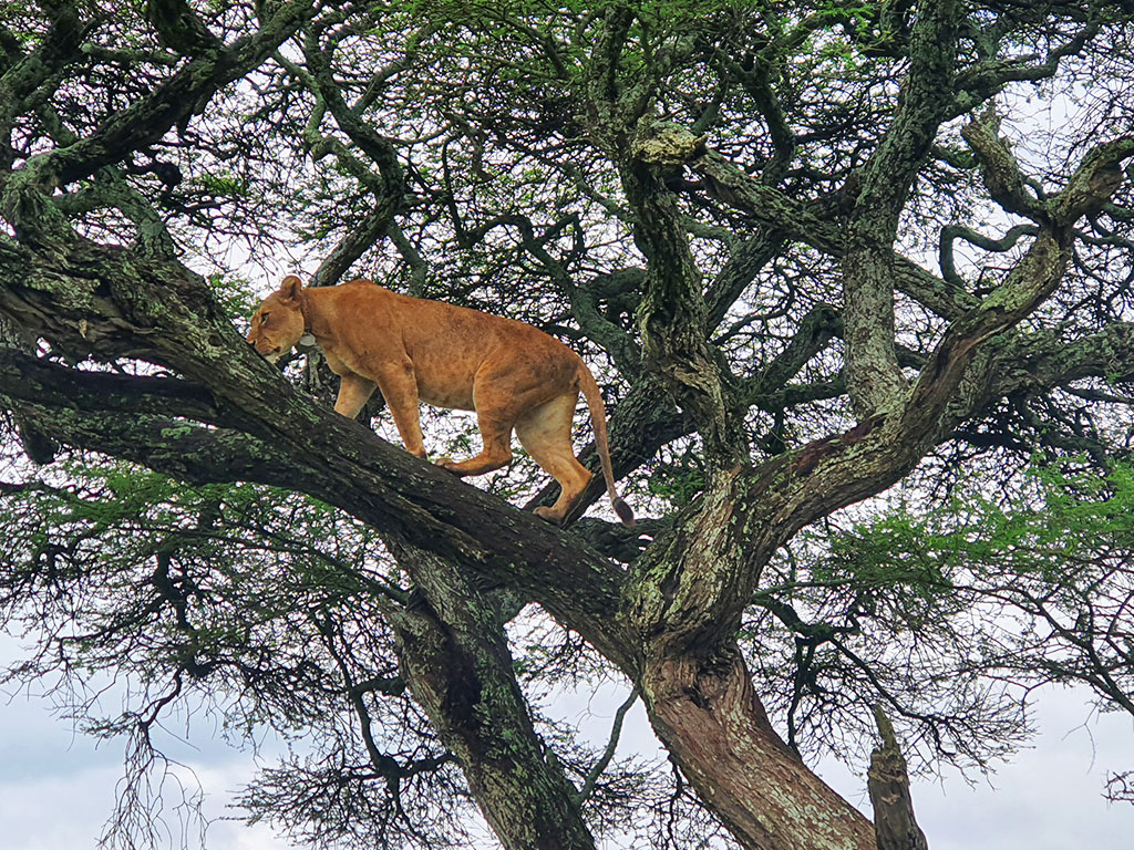 Lionnes-Shared-safari-in-Tanzania