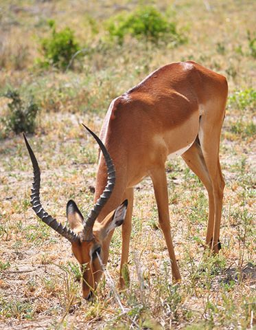 Male-Impalas--Wildlife-Safari-Tanzania